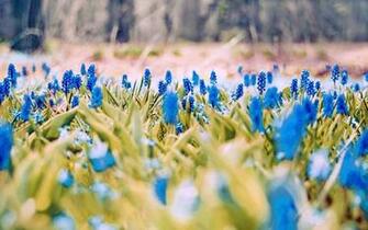 HD Spring Wallpaper Background Image Design Trends