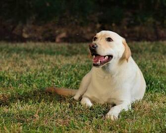 White Labrador Sitting In Ground At Night