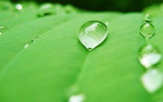 Water Drop Wallpaper