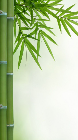 iPhone Wallpaper Bamboo QHD Colorful