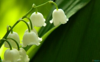 Lilies Of The Valley Wallpaper