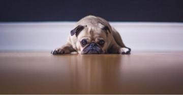Barkio Dog Monitor A Leading Vets Separation