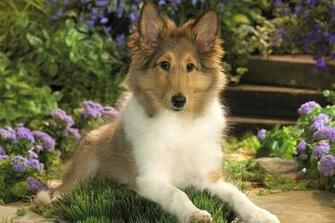 Sheepdog Sheltie Puppies From Reputable Dog Breeders