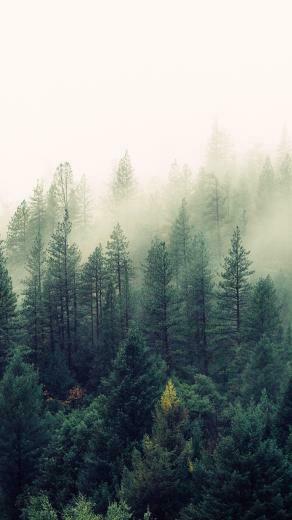 Back To Nature iPhone Wallpaper Collection Preppy