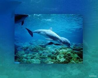 Dolphin Stuff Wallpaper