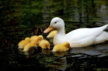 Duck And Ducklings Computer Wallpaper Desktop
