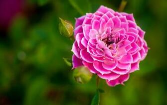 October By Stephen Comments Off On Dahlia Flower HD Wallpaper