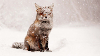 Cute Snow Wallpaper HD