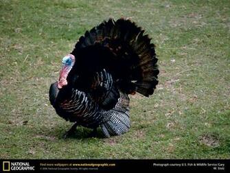 Turkey Picture Desktop Wallpaper