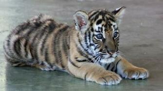 HDwannabig Tiger Wallpaper