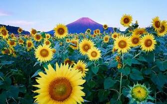 Field Of Sunflowers Wallpaper