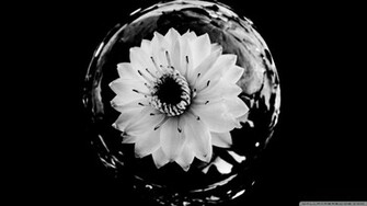 Black And Wallpaper White Flowers