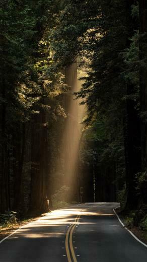 Sunrays Road Wood Forest Way Nature Android Wallpaper HD