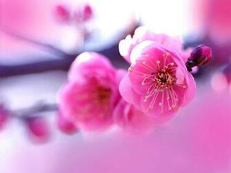 Hot Pink Flower Wallpaper