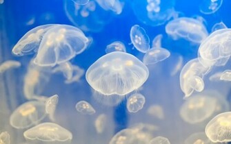 Underwater Tropical Ocean Sea Water Life Wallpaper Background