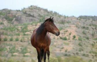 Wallpaper Forest Look Mountains Horse Image For Desktop