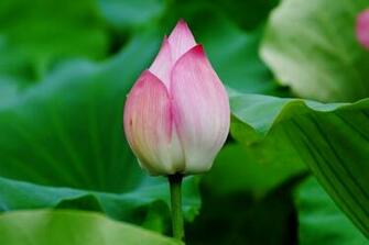 Lotus Flower HD Wallpaper High Definition iPhone