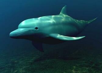 Dolphin 3d