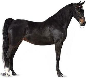 Saddlebred Castrone File Vettoriale