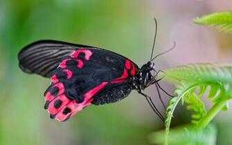 Red Butterfly Background HD Wallpaper Walops