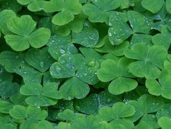 Cu Photos Ireland Pictures Desktop Background Wallpaper