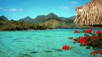 Desktop Background Tropical