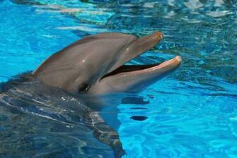 Dolphins Water Animals Dolphin Wallpaper