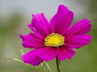 One Single Flower High Quality And Resolution Wallpaper