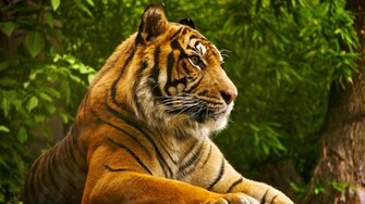 Home Pets And Animals Animal HD Wallpaper