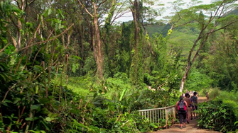 Manoa Falls Trail Honolulu Hawaii Stock Video Footage