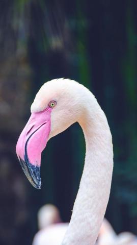 Fancy Flamingo iPhone X Wallpaper Preppy