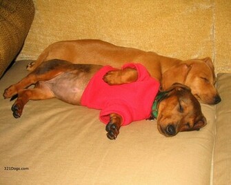 Dachshund Wallpaper Pictures Breed Information