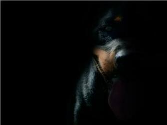 Rottweiler Wallpaper Facts M5x Eu