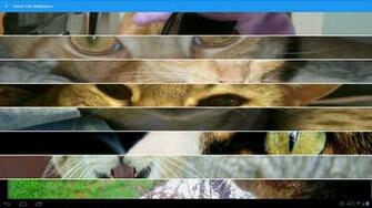 Ocicat Cats Wallpaper For Android Apk