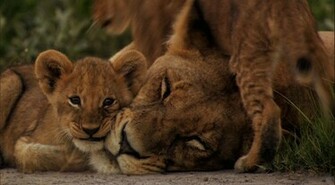 Lioness With Cub Wallpaper Scale