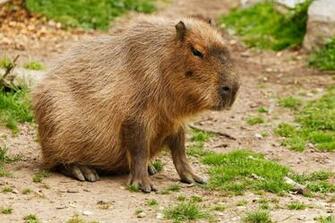 Capybara Wallpaper Widescreen Wjxh8la 4usky