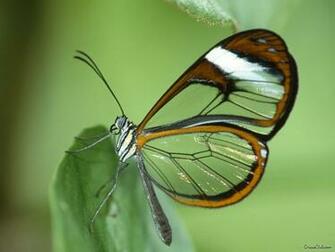 Moths Here Are Some Beautiful Wallpaper Of Butterflies Click On Any