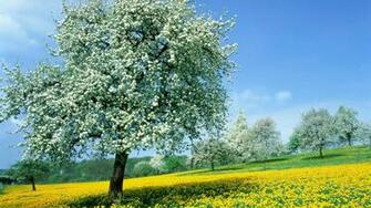 Trees Row Beside Road HD Wallpaper Spring Tree