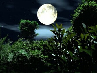 Tropical Rainforest Id Buzzerg
