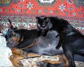 The Doberman Dog Desktop Wallpaper Pictures Online For Pc