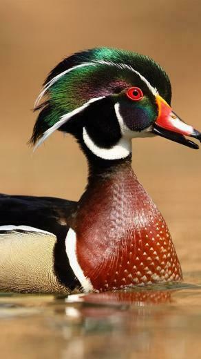 Wood Duck Water iPhone 5s 5c Se Wallpaper Background