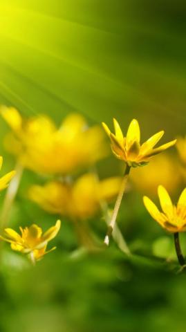 Wallpaper Flowers 5k 4k 8k Sunray Yellow Green