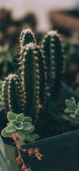 Succulent Wallpaper iPhone X