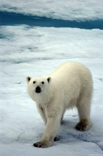 Polar Bear