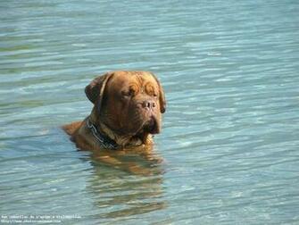 De Chiens Dogue Bordeaux En Pixels Large R F Rence