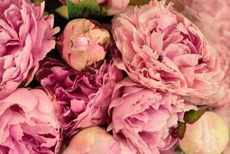 White Peonies Background