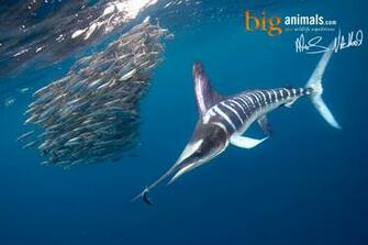 Fishing Fish Sport Water Fishes Marlin Underwater Sea Ocean Wallpaper