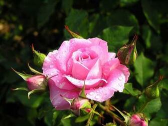 Flower Pictures Of Rose