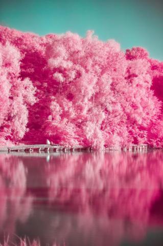30k Pink Tree Pictures Image