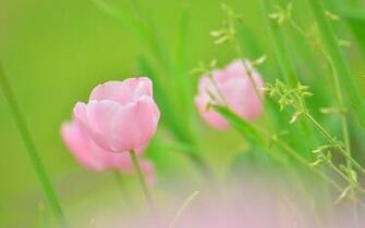 Pink Tulips Wallpaper